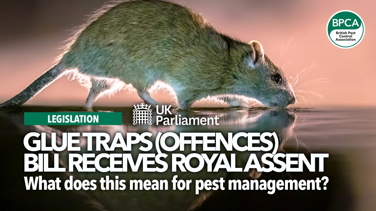 gluetrapoffencesbillroyalassent gluetrapoffencesbillroyalassent
